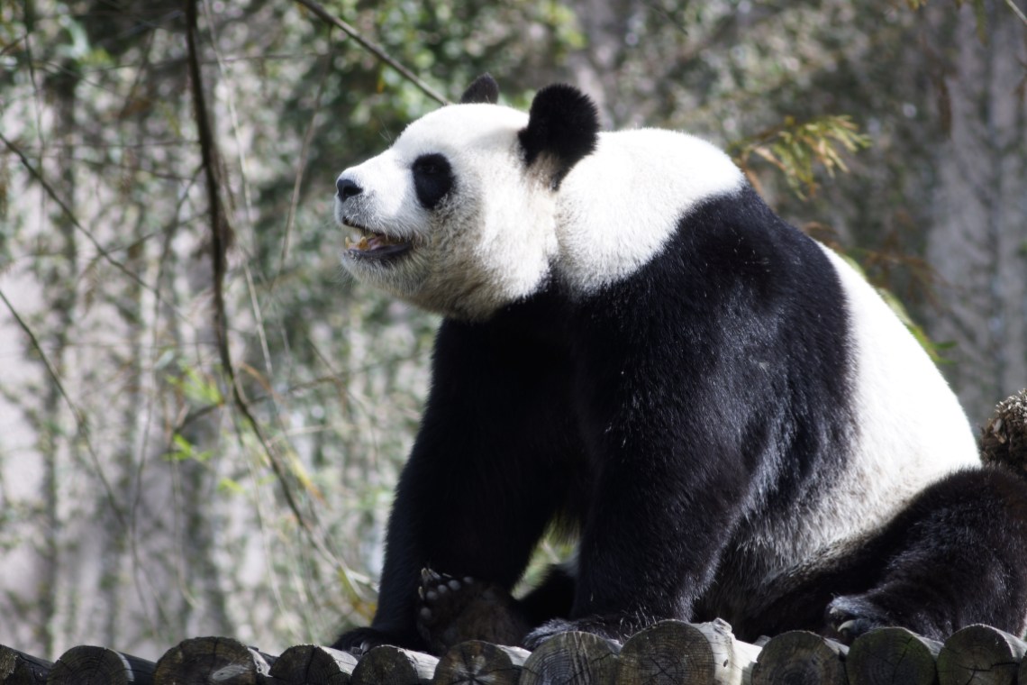 Panda spotted in Taipei Zoo